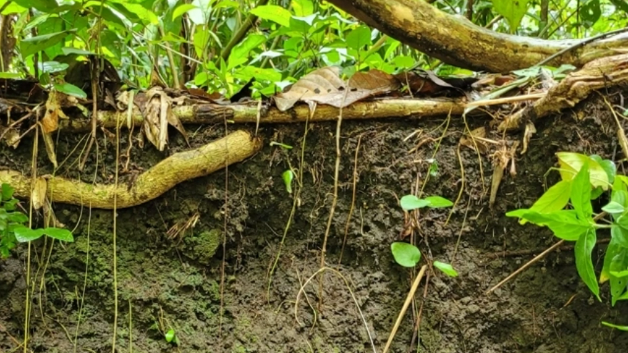 Discover Amazonian terra preta that can help restore the biome