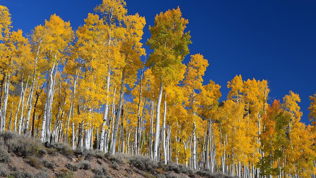 Pando | A maior árvore do mundo tem 47 mil troncos e pelo menos 16 mil anos