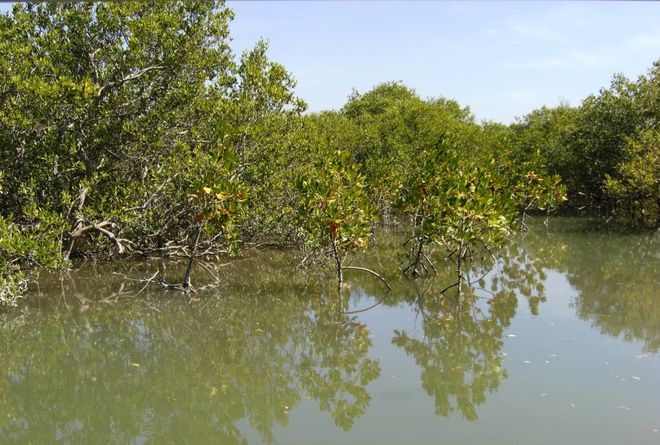 Os mangues formados pela lagoa de maré abrigam árvores, pássaros, peixes, moluscos e crustáceos, sendo um verdadeiro oásis no meio do deserto do Paquistão (Imagem: Agha Tahir Hussain/CC-BY S.A-4.0)