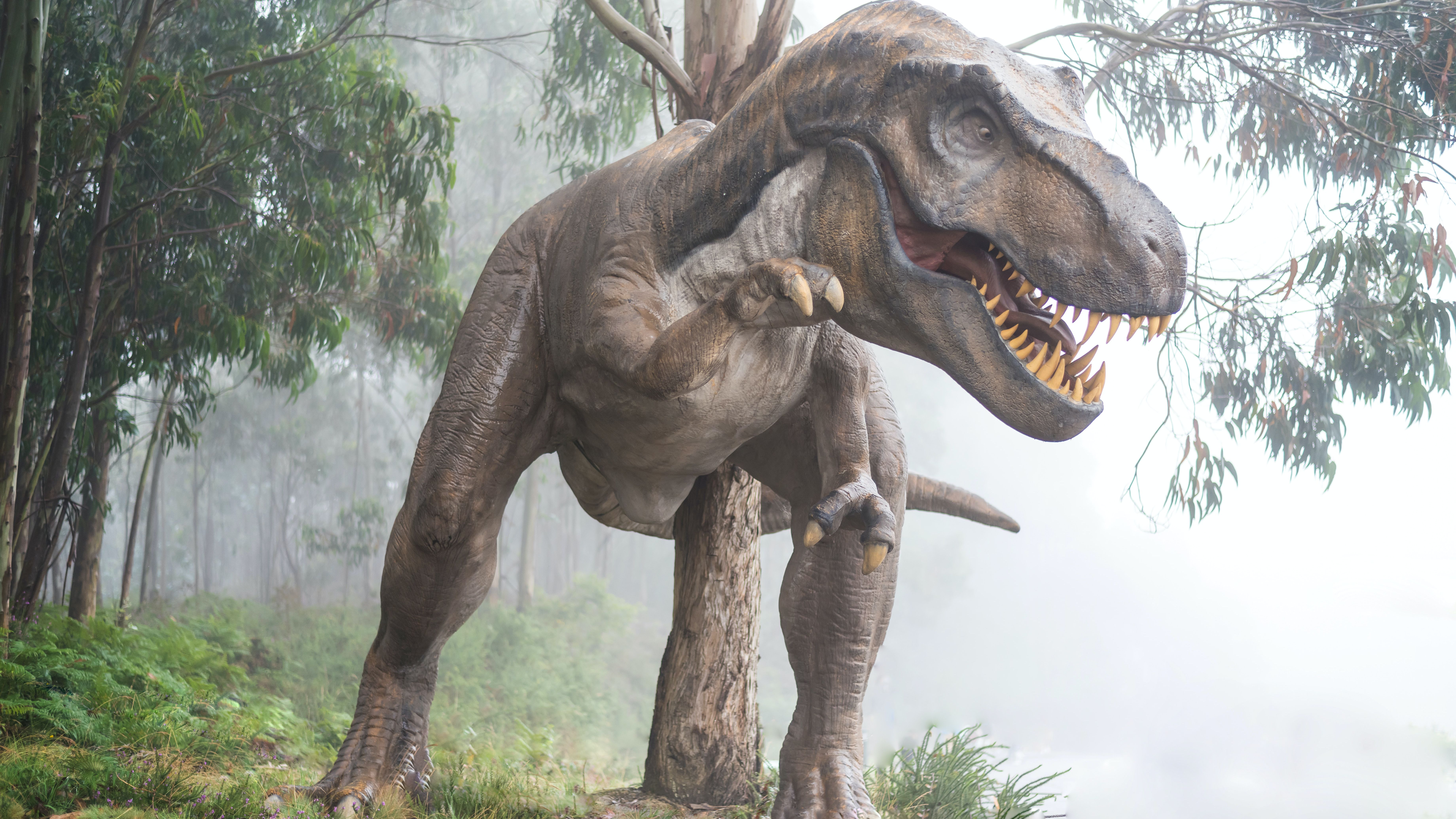 Esqueleto raro de T-Rex vai a leilão na Suíça