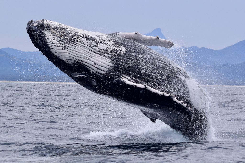 Nova IA em desenvolvimento vai permitir que humanos conversem com baleias (Imagem: Twenty20photos/Envato Elements)