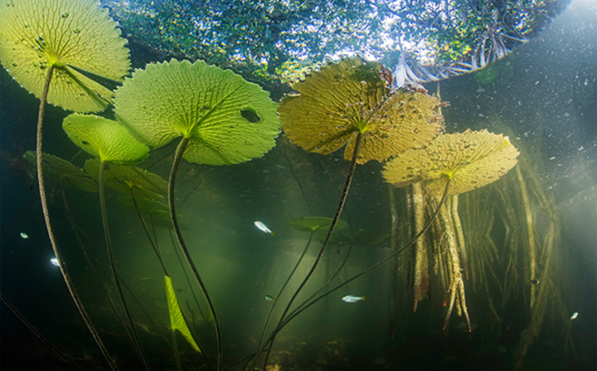 As raízes do manguezal vermelho estabelecem um refúgio à vida aquática do rio San Pedro Martir (Imagem: Reprodução/Octavio Aburto)