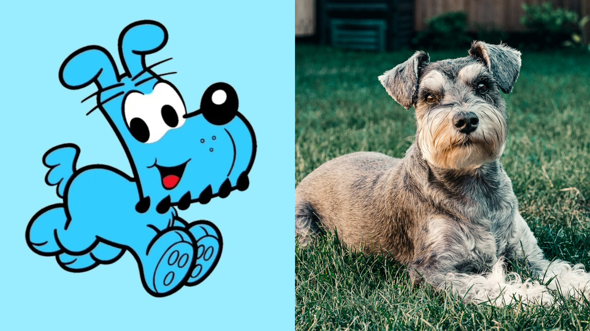 Schnauzer | Conheça a raça do Bidu, cão mudou de cor depois da edição número 5