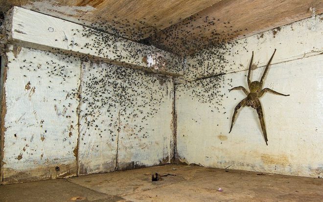 Foto assustadora de uma aranha armadeira ganha concurso internacional; veja!