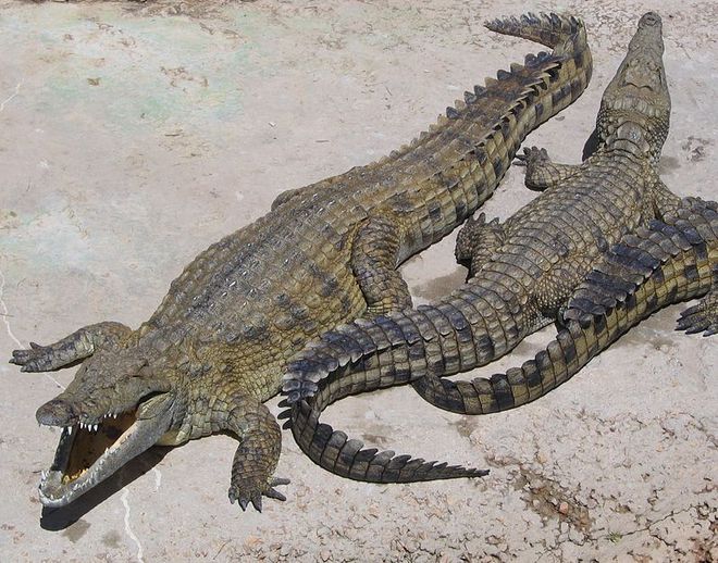 Crocodilo-do-nilo (Imagem: Reprodução/Wikimedia Commons/Dewet)