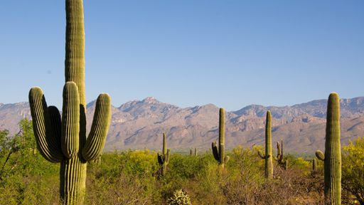 Saguaro, o grupo cibercriminoso mexicano que está fazendo ataques no Brasil