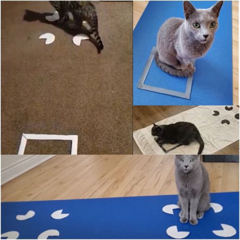 Gatos caem na pegadinha da ilusão de ótica assim como humanos, revela estudo
