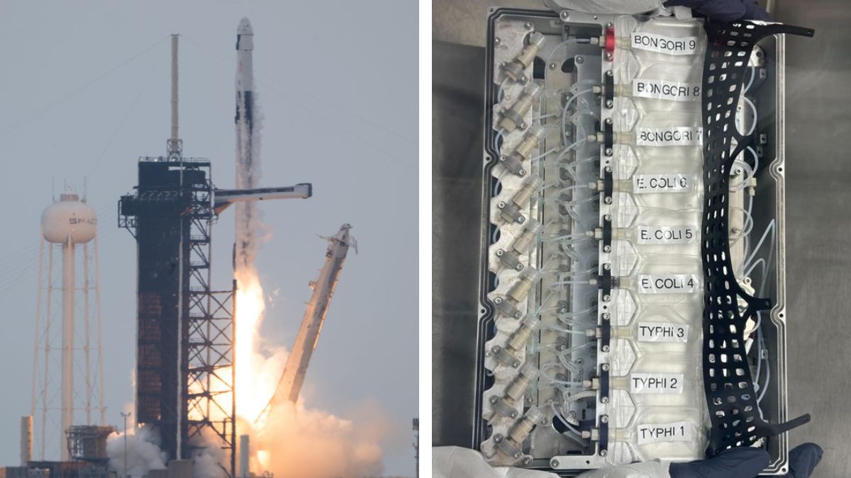 A SpaceX acaba de lançar bactérias causadoras de doenças na Estação Espacial