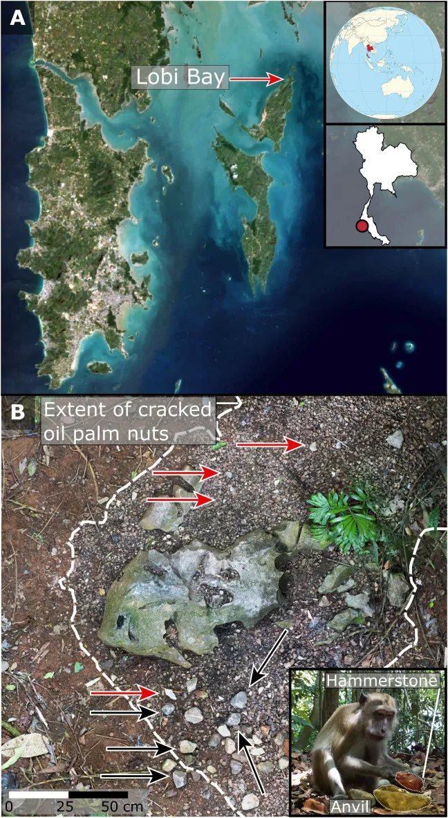Localização das evidências e exemplos de uso de martelos e bigornas de pedra pelos macacos-cinomolgos para quebrar nozes (Imagem: Proffitt et al./Science Advances)
