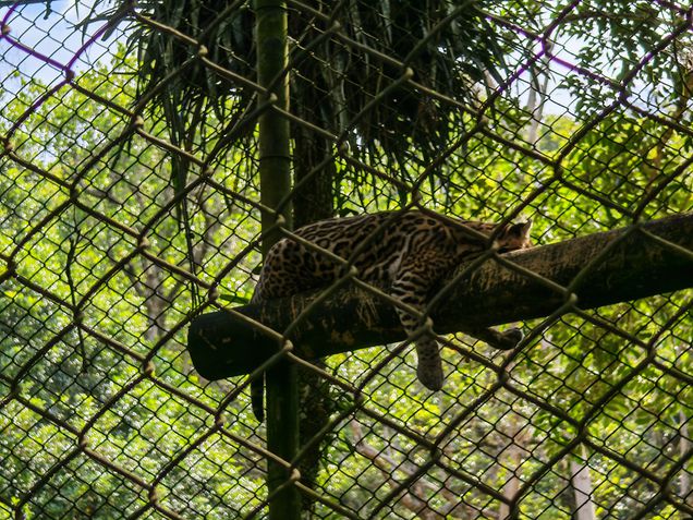 Honor Magic V5 - Teste de câmeras