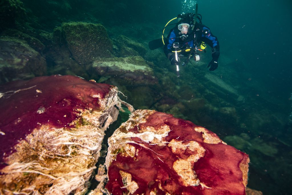 Mergulhador observa micróbios roxos, brancos e verdes (Imagem: Reprodução/Hartmeyer/NOAA Thunder Bay National Marine Sanctuary)