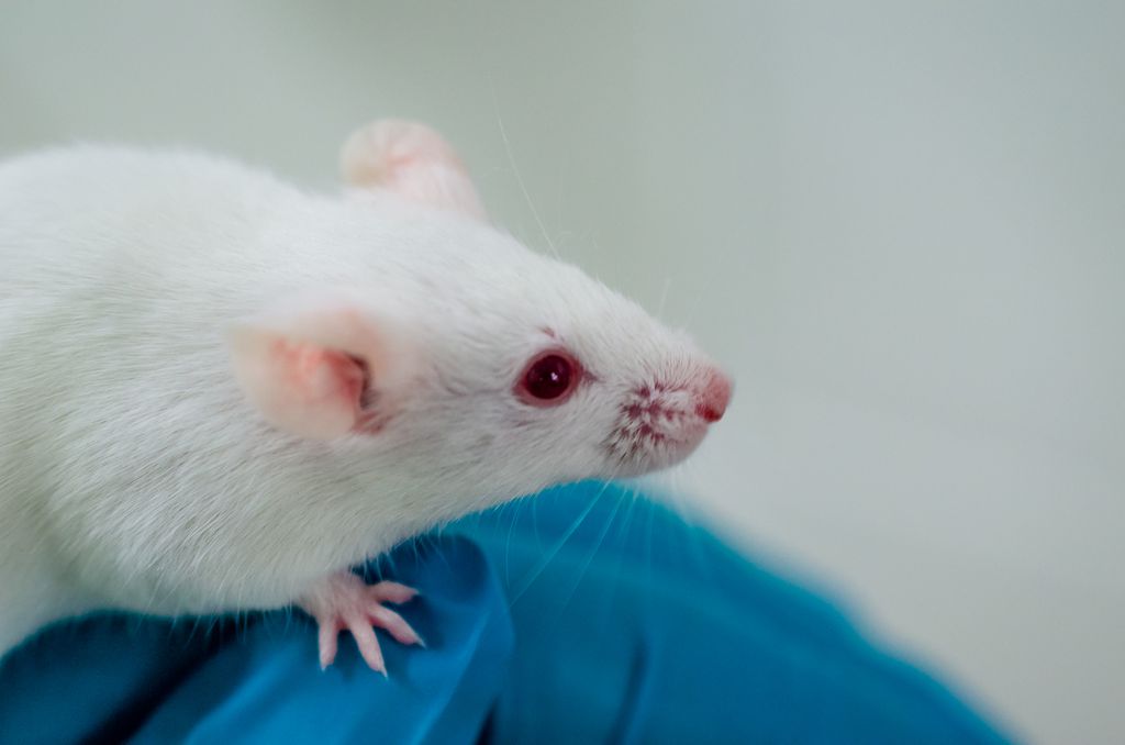 Novo tratamento contra o câncer controlou tumores no cérebro de roedores (Imagem: Reprodução/Twenty20photos/Envato)