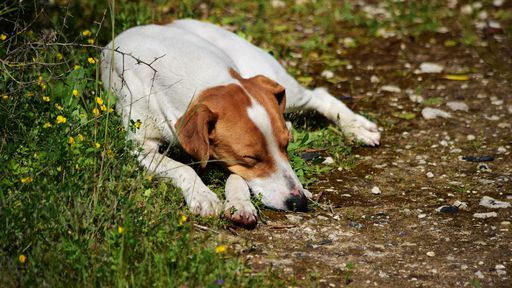 Cientistas identificam coronavírus que passou de cachorros a humanos na Malásia
