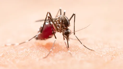 Oxford desenvolve vacina contra a malária com a maior eficácia já vista: 77%