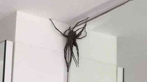 Aranha gigante "invade" casas e amedronta moradores de bairro de Belo Horizonte