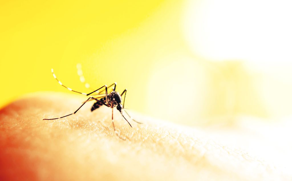 Mosquito vetor do vírus da Zika