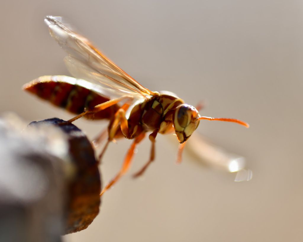 Algumas espécies de vespas conseguem "zumbificar" outros animais (Imagem: Duncan Sanchez/Unsplash)