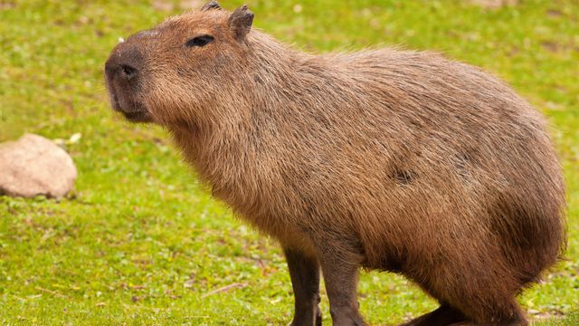 Capivara Filó: entenda a polêmica envolvendo o animal criado por