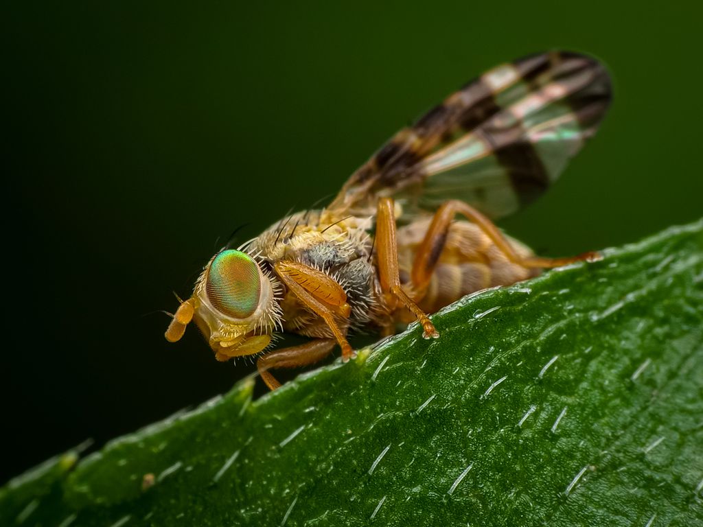 Estudo com moscas descobre que reduzir as calorias ingeridas diariamente aumenta a expectativa de vida (Imagem: Endraagust/Envato)