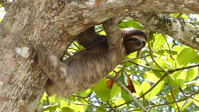 Bicho preguiça