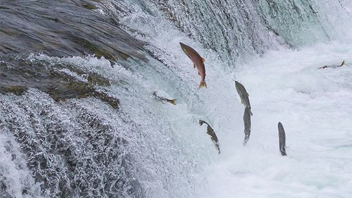 "Peixe no tubo" viralizou, mas você já viu a nova versão desse incrível sistema?