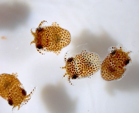 Filhotes de lula bobtail (Imagem: Reprodução/Jamie Foster/University of Florida)