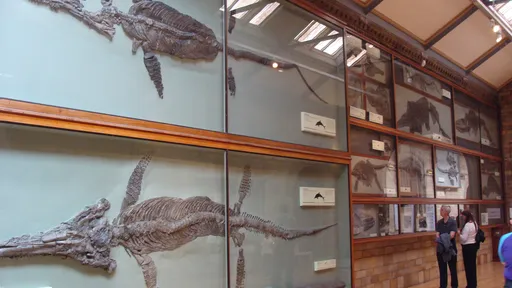 Fóssil do maior ictiossauro do mundo pode ter sido encontrado nos alpes suíços