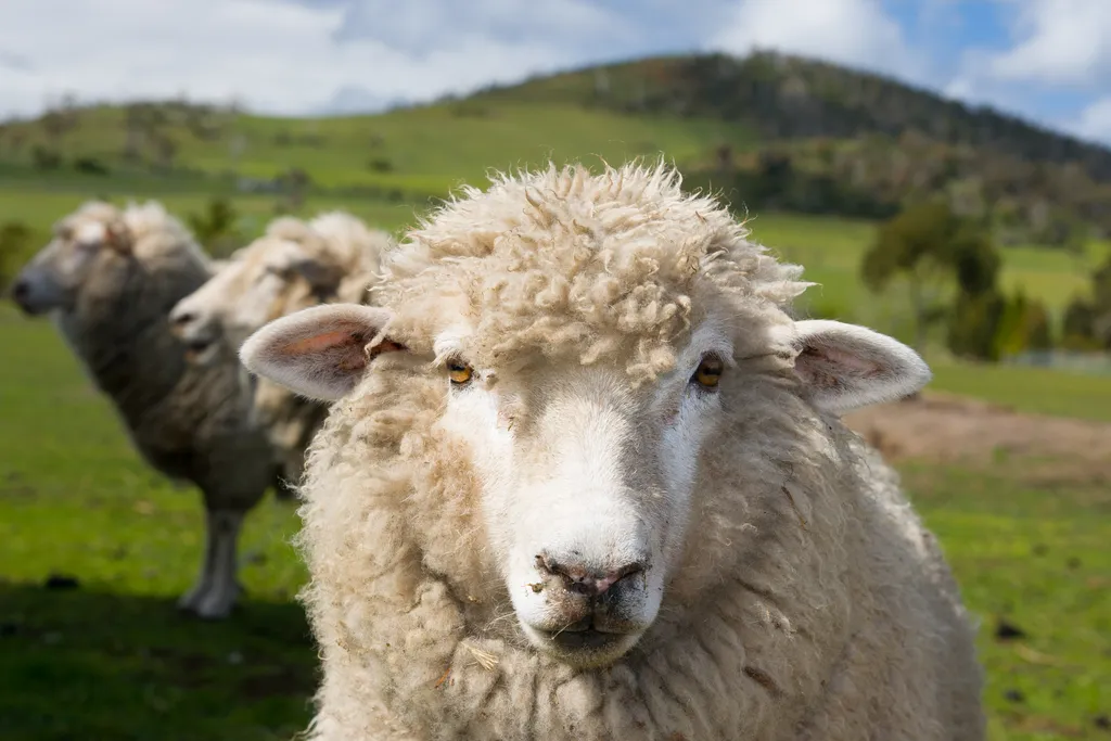 Ovelhas e carneiros são principalmente conhecidos pela produção de lã (Imagem: FiledIMAGE/Evanto)