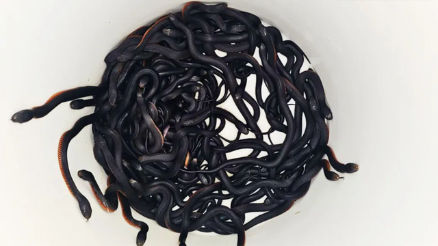 Reptile Relocation Sydney