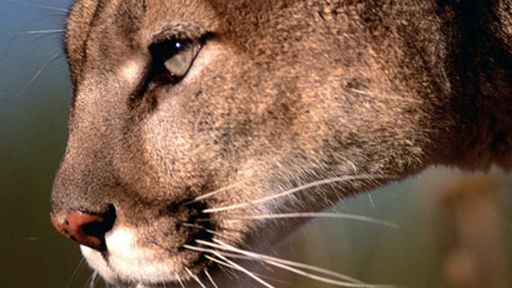 Apple lança primeira atualização do Mountain Lion