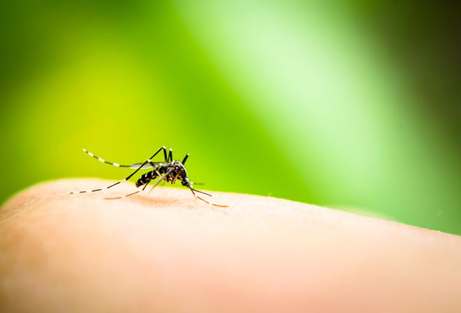 Mosquitos portadores de doença podem ser evitados com o grafeno