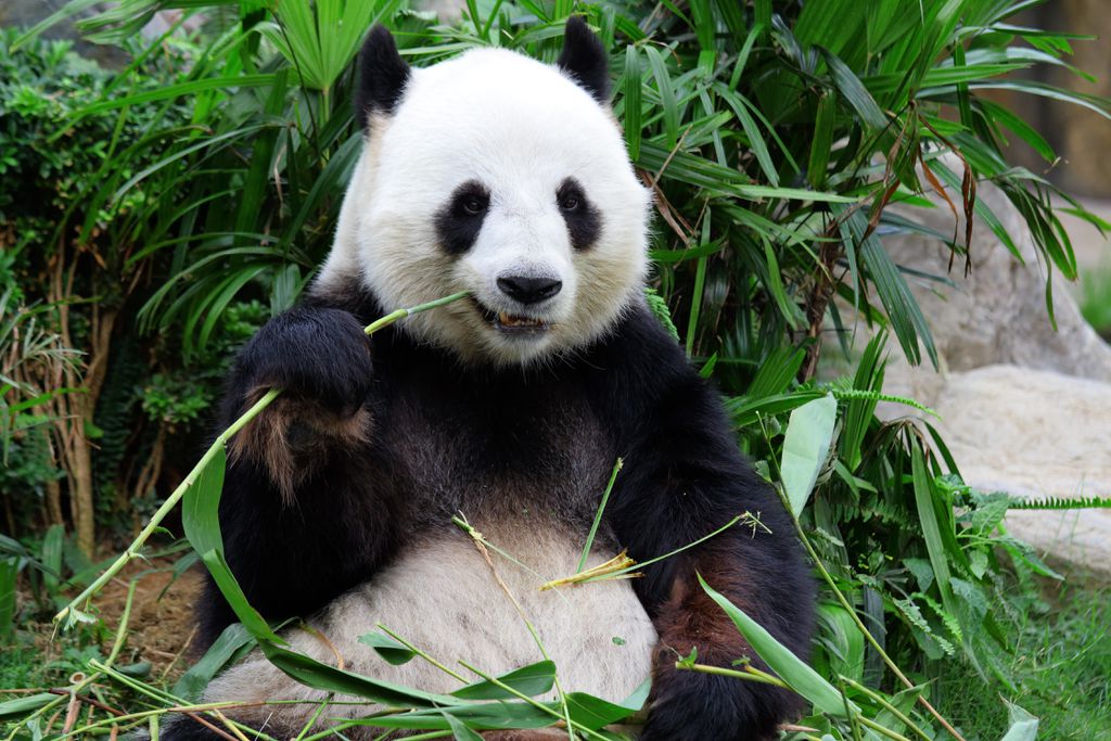 O panda passa o dia comendo e dormindo (Imagem: leungchopan/envato)