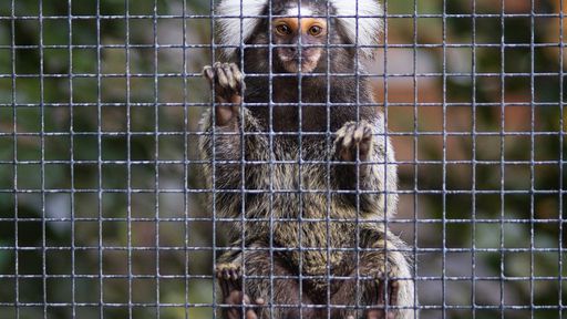Saguis pegam herpes de humanos e morrem no interior de São Paulo