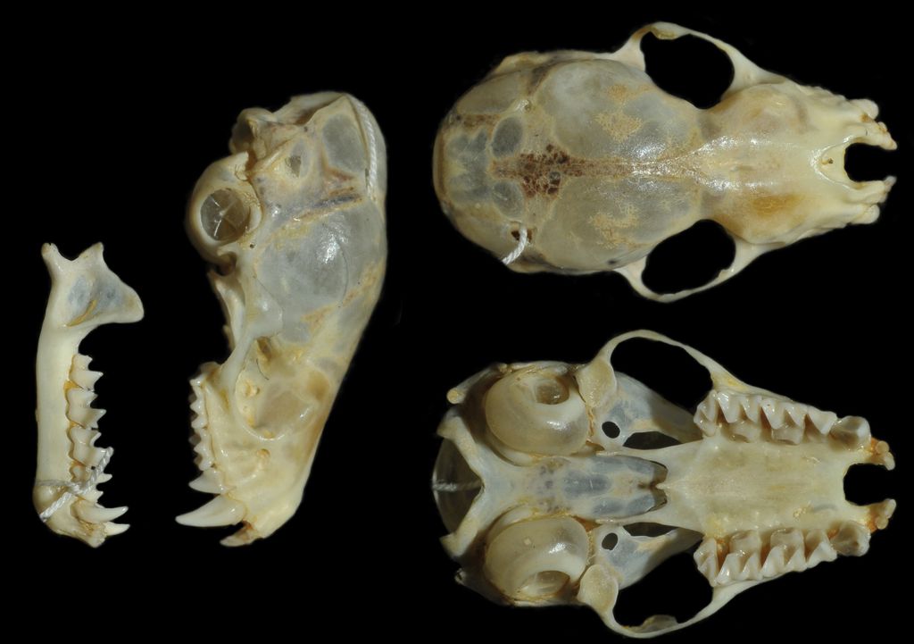 Crânio do morcego da espécie Histiotus alienus (Imagem: Tiepolo et al, 2023/Zookeys)