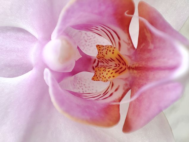 Redmi Note 10 Pro Câmera Macro