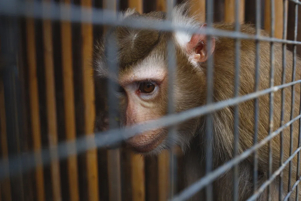 Por causa da varíola dos macacos, animais foram envenenados no interior do estado de São Paulo (Imagem: Aleksandra_Iarosh/Envato Elements) 