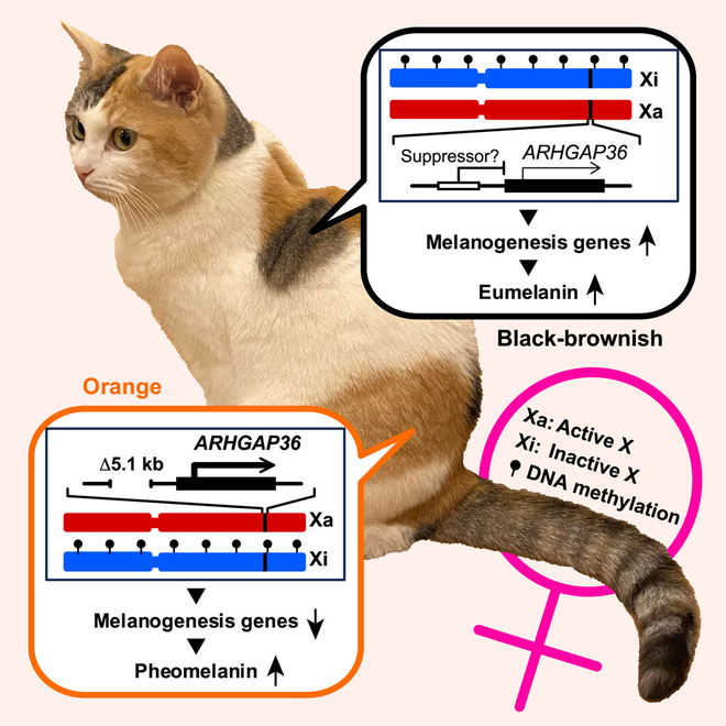 Representação da expressão genética do cromossomo X em um gato — quando ocorre a chamada supressão do gene X, a pelagem fica marrom (Imagem: Toh et al./Current Biology)