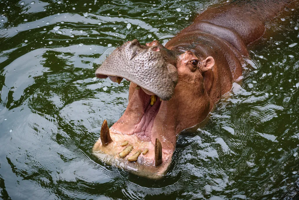 Hipopótamo engole parcialmente menino de dois anos (Imagem: ckstockphoto/envato)