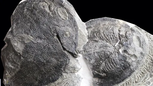 Seu ouvido médio evoluiu de uma guelra de peixe, e esse fóssil pode provar