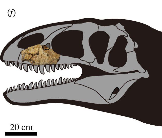 Fóssil de dinossauro tão perigoso quanto o T. Rex é encontrado no Uzbequistão
