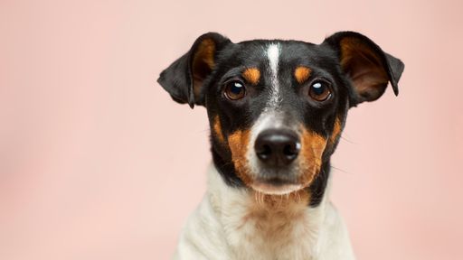 Se você já teve COVID-19, provavelmente seu animal de estimação também teve