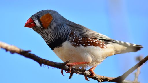 Cientistas convertem atividade cerebral de pássaros em sons; ouça!