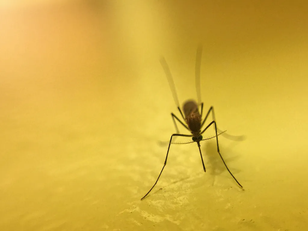 Mosquitos vão em direção a ambientes com tons avermelhados, como nossa pele, mas apenas quando há CO₂ envolvido (Imagem: Twenty20photos/Envato Elements)