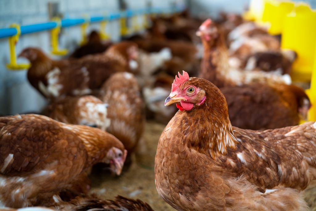 Gene-edited chickens are more resistant to bird flu (Image source: Tawatchai07/Freepik)