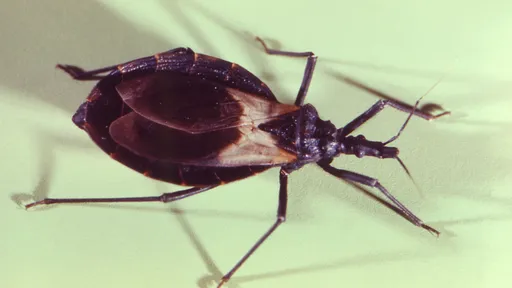 Fiocruz lança teste rápido para a doença de Chagas