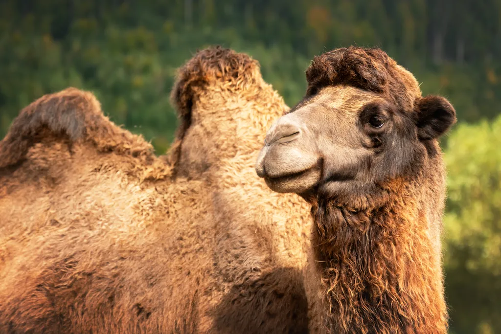Camelos têm duas corcovas e se adaptam melhor a ambientes mais frios (Imagem: Ivankmit/Envato)