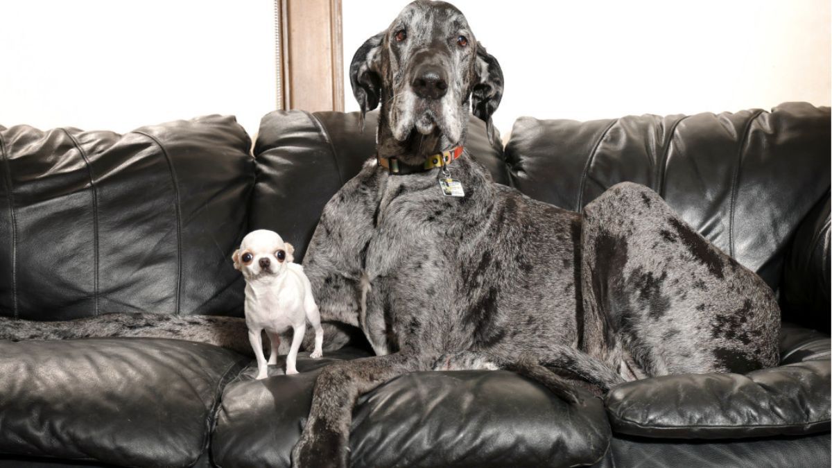 Dogue alemão com mais de 1 metro e chihuahua de 10 cm são recordistas do Guinnes