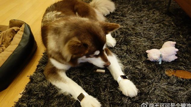 Homem mais rico da China gasta R$ 90 mil em Apple Watches para seu cachorro