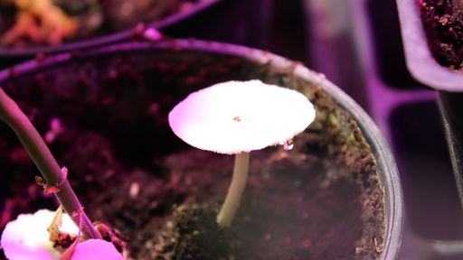 LSD e cogumelos poderiam reduzir risco de diabetes e cardiopatias, sugere estudo