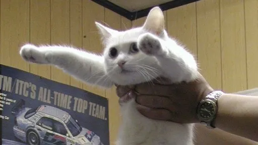 Lembra do Longcat? Famoso gato que virou meme na web morre aos 18 anos